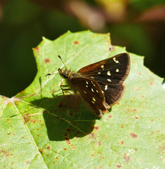 Piruna polingii