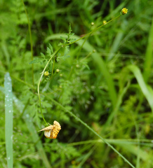 Chrysoecia atrolinea