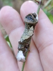 Heraclides cresphontes