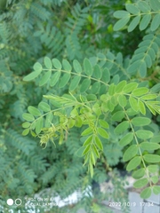 Senna auriculata