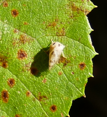 Cyrtolobus