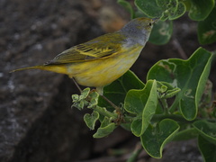 Setophaga petechia aureola