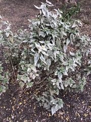 Erysiphaceae