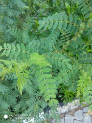 Senna auriculata