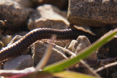 Ommatoiulus sabulosus