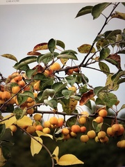 Crataegus mexicana