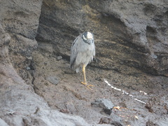 Nyctanassa violacea pauper