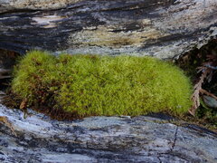 Dicranodontium denudatum