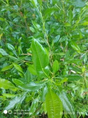 Dodonaea viscosa