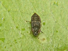 Micropeplus