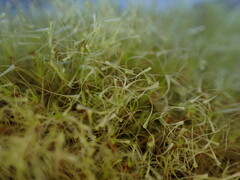 Dicranodontium denudatum