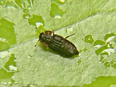 Micropeplus