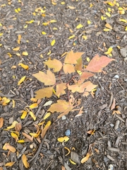 Acer negundo