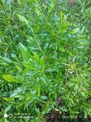 Dodonaea viscosa