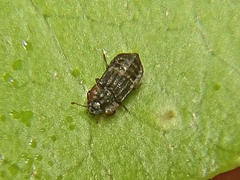 Micropeplus