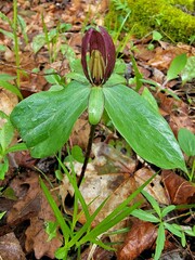 Trillium sessile