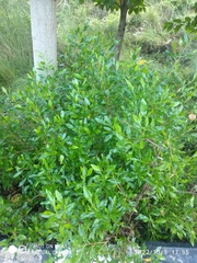 Dodonaea viscosa