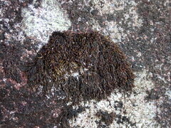 Andreaea
