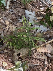 Dendrolycopodium dendroideum