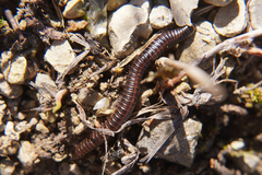 Ommatoiulus sabulosus