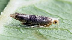 Argyresthia glaucinella