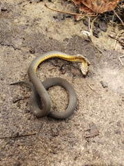 Diadophis punctatus punctatus