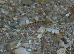 Etheostoma caeruleum