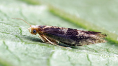 Argyresthia glaucinella