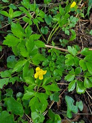 Ranunculus hispidus