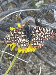 Euphydryas chalcedona hennei