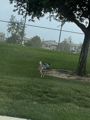 Buteo lineatus elegans