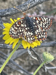 Euphydryas chalcedona hennei