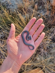 Lycophidion capense capense