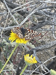 Euphydryas chalcedona hennei