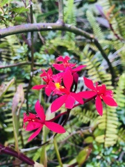 Epidendrum ibaguense