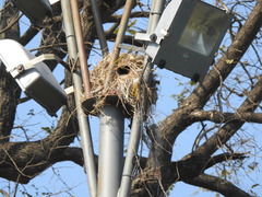 Pitangus sulphuratus