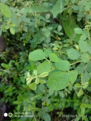 Cajanus scarabaeoides