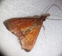 Hemiscopis sanguinea