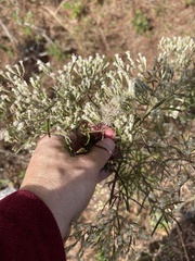 Eupatorium torreyanum