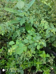 Cajanus scarabaeoides