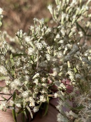Eupatorium torreyanum