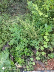 Cajanus scarabaeoides