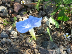 Ipomoea tricolor