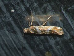 Argyresthia goedartella