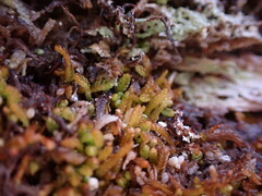 Odontoschisma denudatum