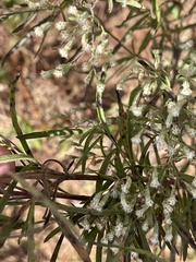Eupatorium torreyanum