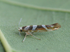 Argyresthia goedartella