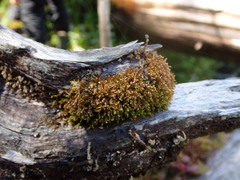 Odontoschisma denudatum