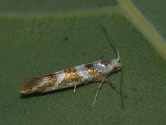 Argyresthia goedartella