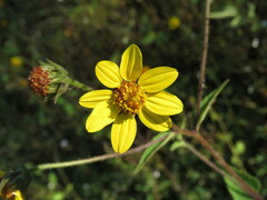 Simsia foetida
